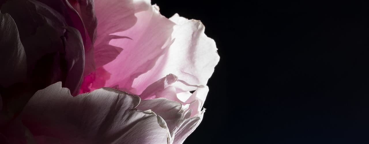 Tantra Massage | Canberra | Lotus Field